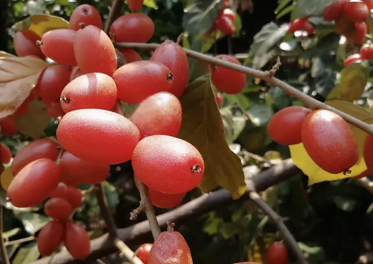 磷酸价格最新消息