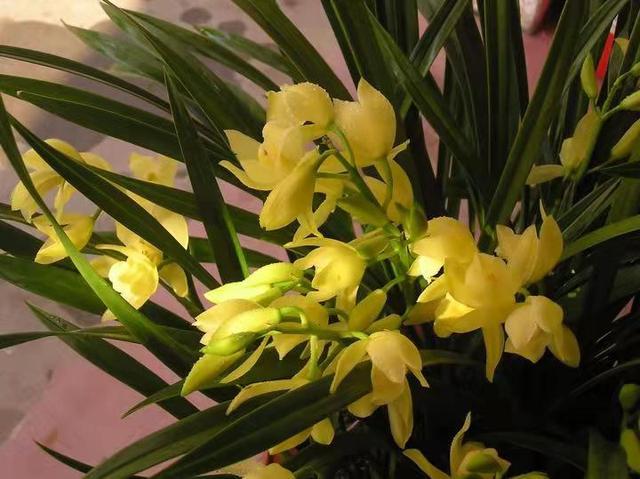 最新兰花价,最新兰花价——高科技兰花产品介绍