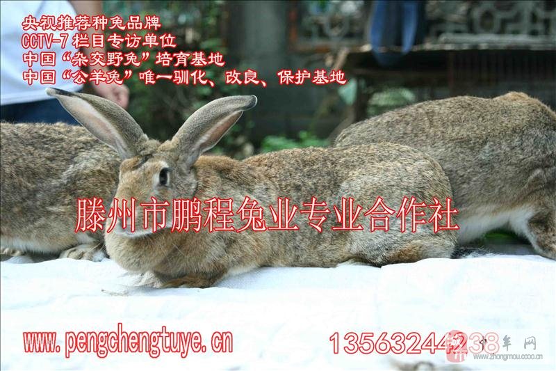 放养兔子