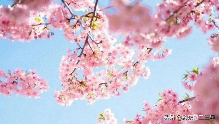 樱花动漫风车动漫,樱花动漫风车动漫，一部励志成长的故事