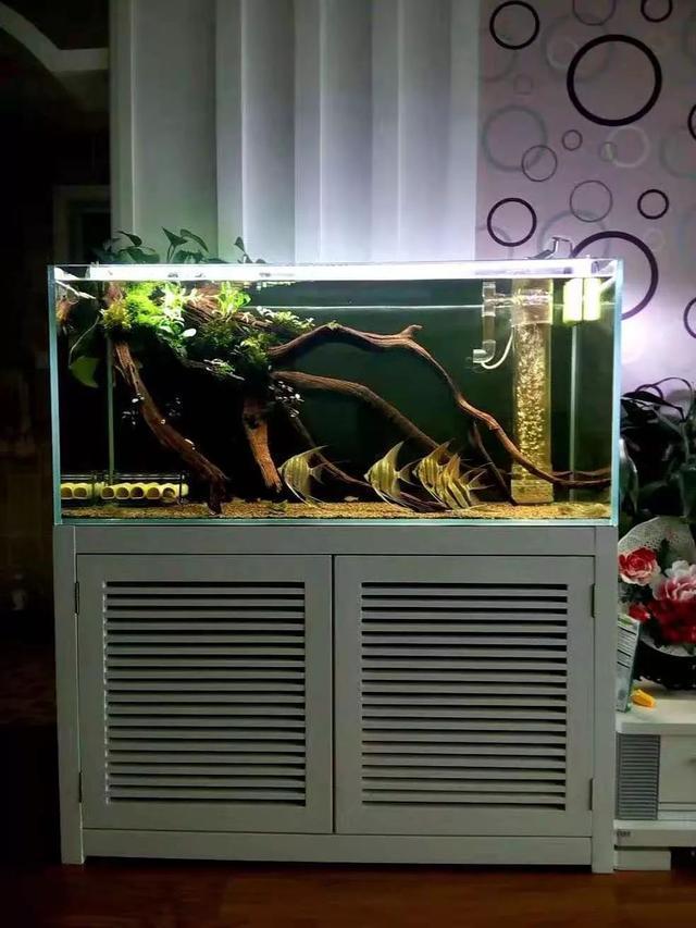 革新水族管理，最新款鱼缸底滤设计图，技术与艺术的完美融合
