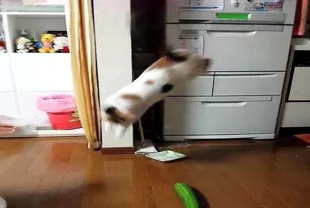 猫咪破解版最新版本，探索猫咪世界的无限魅力神秘之旅